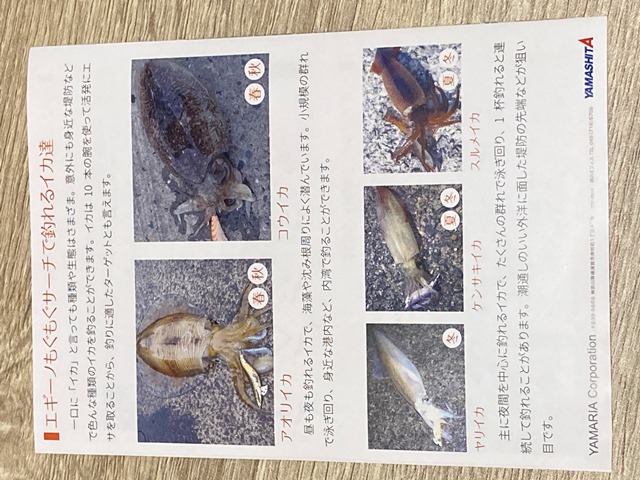 エギーノもぐもぐサーチの実釣インプレ ヤリイカ連発 てとら釣り キャンプ