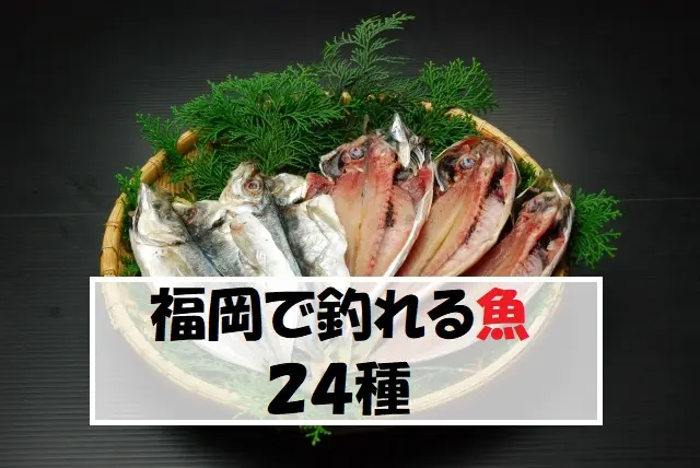 福岡で今釣れる魚は ２４種の魚を季節ごとに紹介 てとら釣り キャンプ
