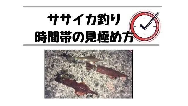 ササイカが釣れた時間は １０年分のデータを大公開 てとら釣り キャンプ