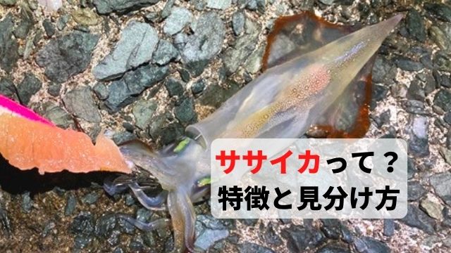 画像付き ササイカとは 特徴や見分け方を紹介 てとら釣り キャンプ