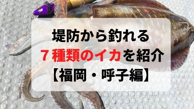 福岡 呼子で今釣れるイカは ７種類を季節ごとに紹介 22版 てとら釣り キャンプ