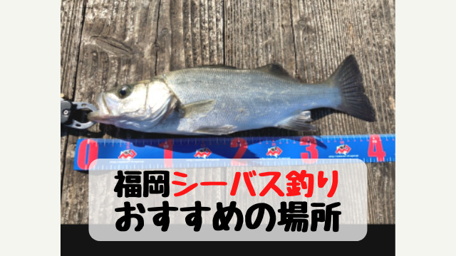 福岡のシーバス釣り おすすめの場所３選 てとら釣り キャンプ
