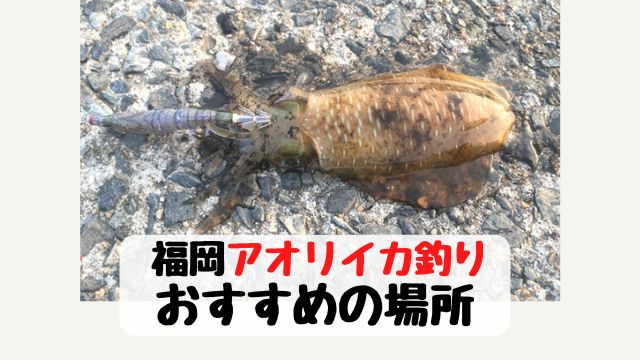 福岡のアオリイカが釣れるおススメの場所５選 堤防編 てとら釣り キャンプ