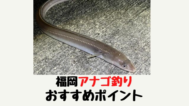 福岡のアナゴ釣り おススメの場所３選 てとら釣り キャンプ