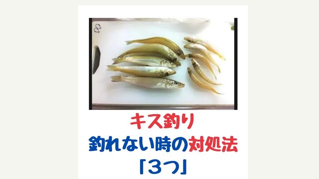 キスの投げ釣りで釣れないときの ３つの対処法 てとら釣り キャンプ